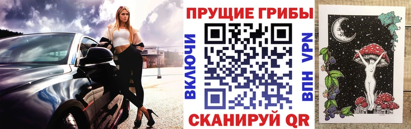 как найти Приозерск Псилоцибиновые грибы Cubensis